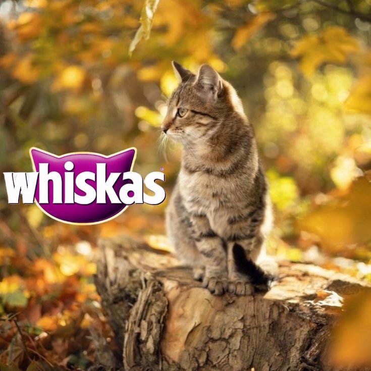 Imagen de WhatsApp 2024-05-30 a las 11.25.36_66251cb5