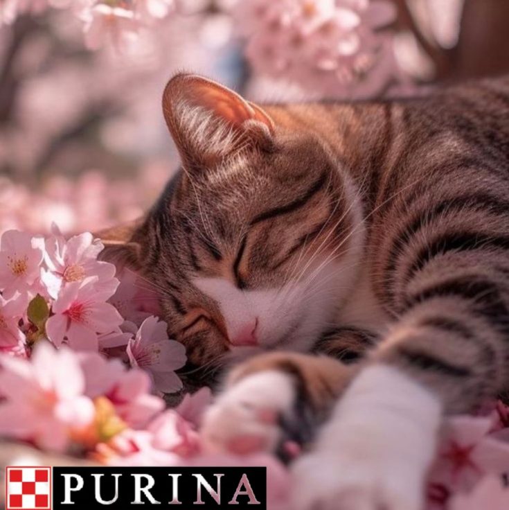 Imagen de WhatsApp 2024-05-30 a las 11.25.37_f5ced559