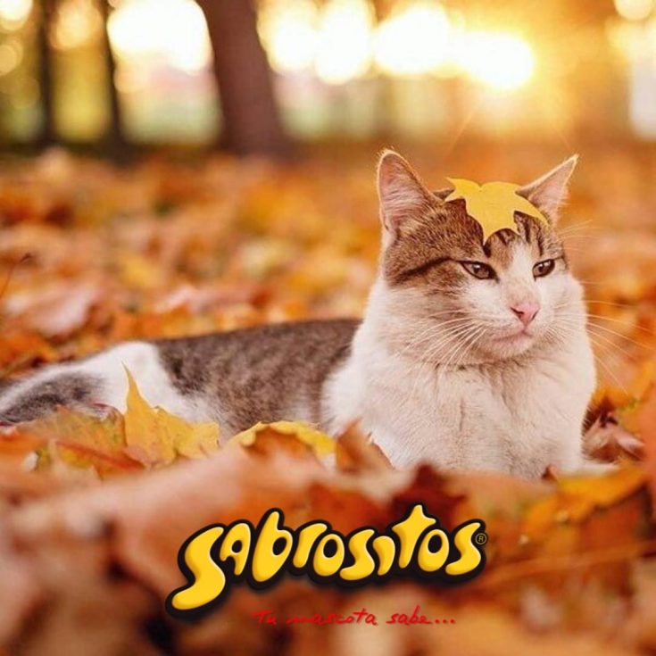 Imagen de WhatsApp 2024-06-10 a las 13.53.27_634828eb