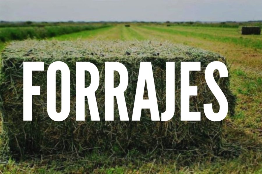 Imagen de WhatsApp 2024-07-15 a las 13.53.17_523c218a